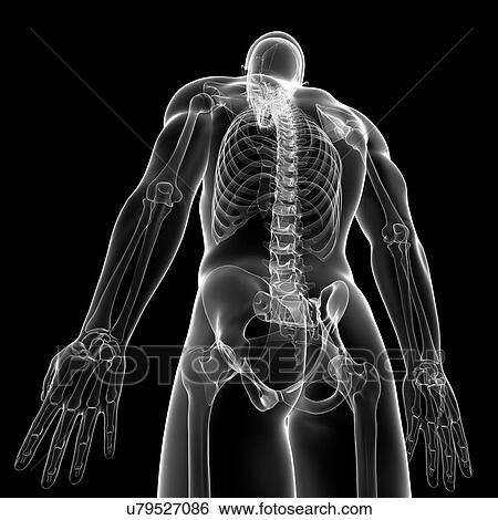 Male skeleton, artwork View Large Illustration Stock Illustration - Male skeleton, artwork. Fotosearch