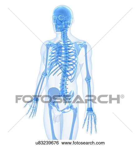 Male skeleton, artwork View Large Illustration Stock Illustration - Male skeleton, artwork. Fotosearch