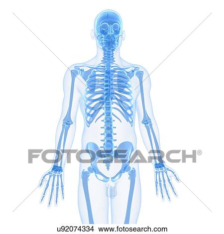 Stock Illustration - Male skeleton, artwork. Fotosearch