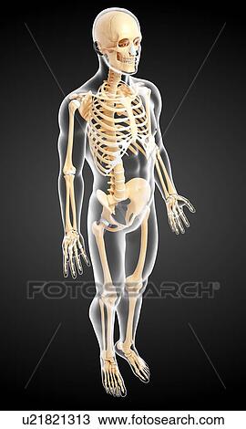 Male skeleton, computer artwork View Large Illustration Drawing - Male skeleton, computer artwork. Fotosearch