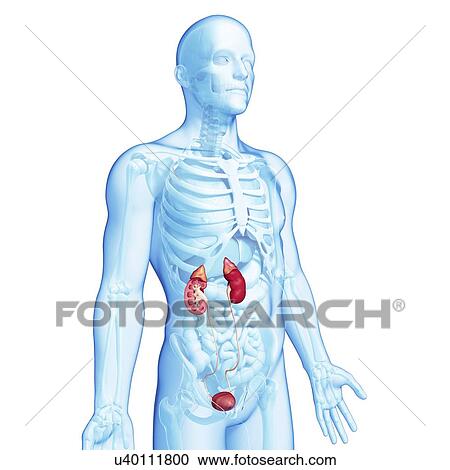 Clipart - Male urinary system, artwork. Fotosearch