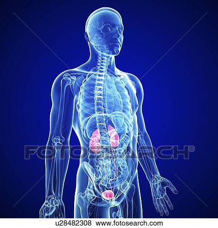 Stock Illustration - Male urinary system, artwork. Fotosearch