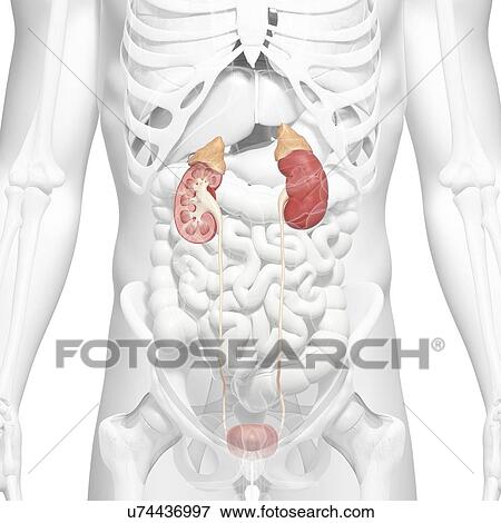 Male urinary system, artwork View Large Illustration Stock Illustration - Male urinary system, artwork. Fotosearch