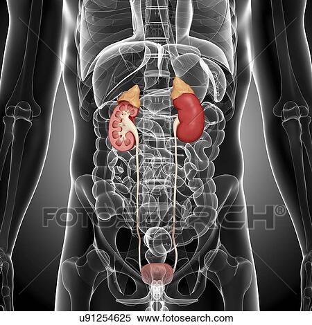 Male urinary system, artwork View Large Illustration Stock Illustration - Male urinary system, artwork. Fotosearch