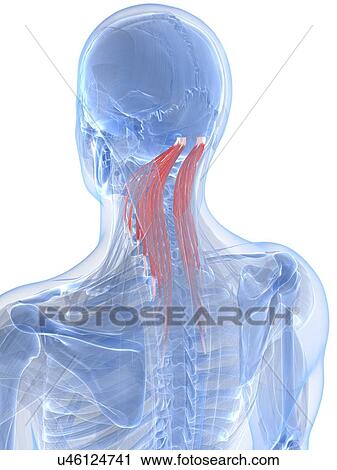 Clip Art - Neck muscles, artwork. Fotosearch