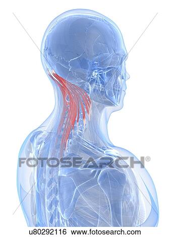 Neck muscles, artwork View Large Illustration Stock Illustration - Neck muscles, artwork. Fotosearch
