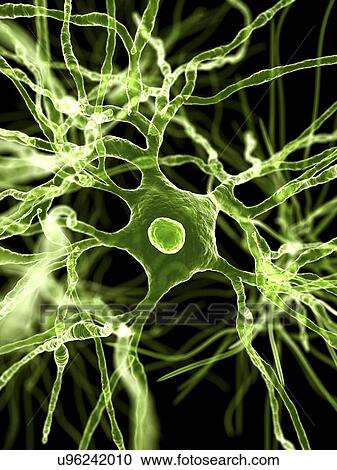 Clipart - Nerve cells, artwork. Fotosearch