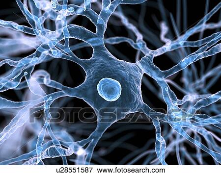 Stock Illustration - Nerve cells, artwork. Fotosearch
