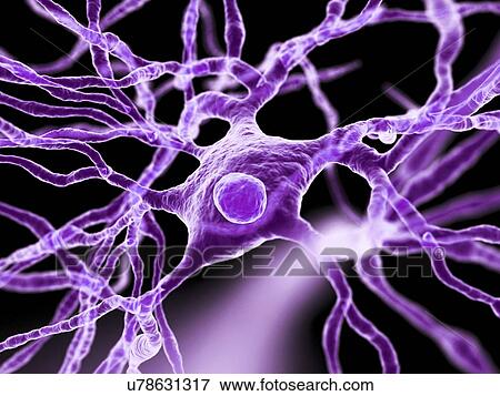 Nerve cells, artwork View Large Illustration Stock Illustration - Nerve cells, artwork. Fotosearch