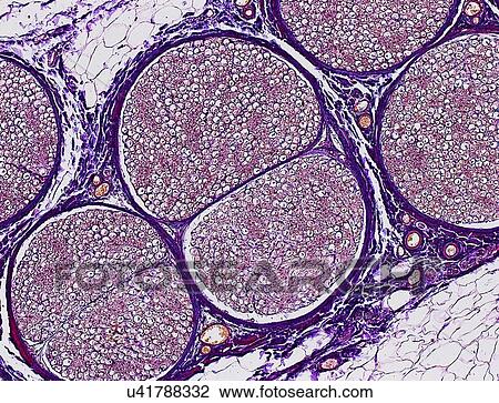 Drawing - Nerve fibres, light micrograph. Fotosearch