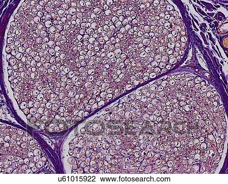 Nerve fibres, light micrograph View Large Illustration Drawing - Nerve fibres, light micrograph. Fotosearch