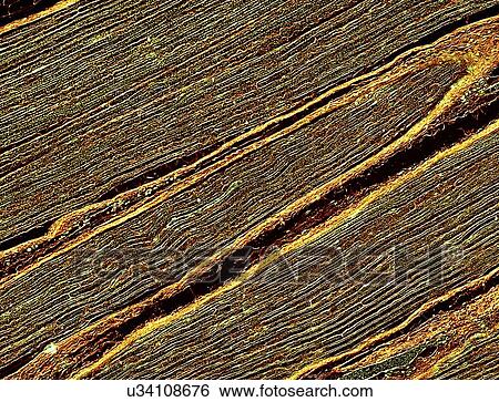 Nerve fibres, light micrograph View Large Illustration Stock Illustration - Nerve fibres, light micrograph. Fotosearch
