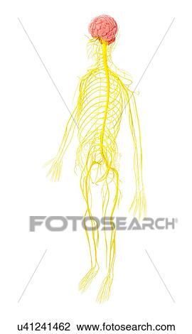 Drawing - Nervous system, artwork. Fotosearch