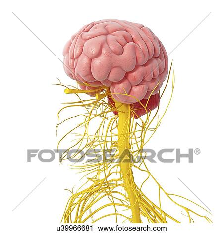 Clip Art - Nervous system of the head, artwork. Fotosearch