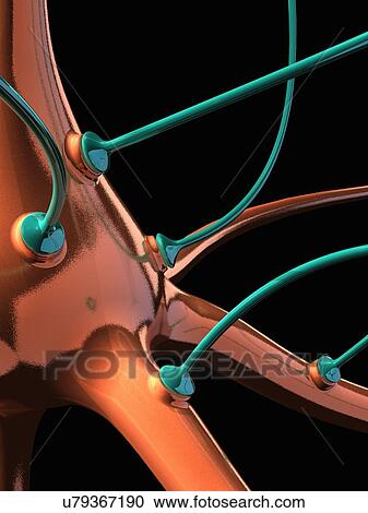 Clipart - Neuron and synapses, artwork. Fotosearch