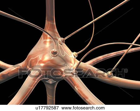 Stock Illustration - Neuron and synapses, artwork. Fotosearch
