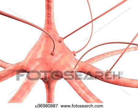 Stock Illustration - Neuron and synapses, artwork. Fotosearch