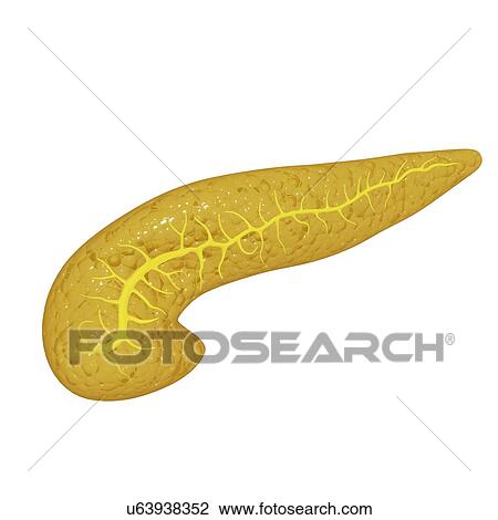 Pancreas, artwork View Large Illustration Drawing - Pancreas, artwork. Fotosearch