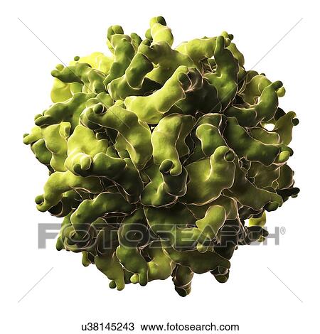 Partitivirus particle View Large Illustration Drawing - Partitivirus particle. Fotosearch