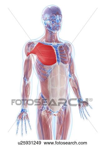 Pectoralis major muscle, artwork View Large Illustration Stock Illustration - Pectoralis major muscle, artwork. Fotosearch