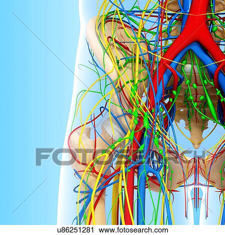 Pelvis anatomy, artwork View Large Illustration Clip Art - Pelvis anatomy, artwork. Fotosearch