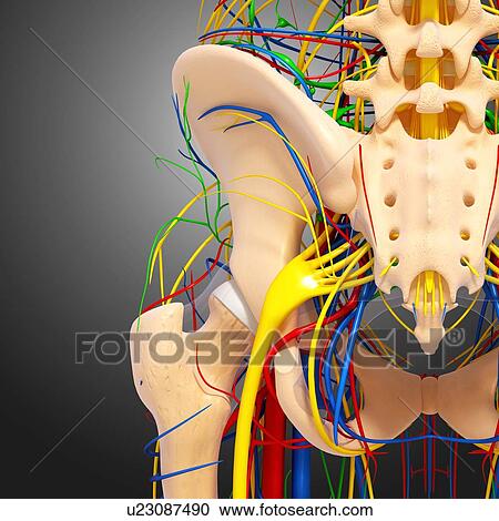 Pelvis anatomy, artwork View Large Illustration Clipart - Pelvis anatomy, artwork. Fotosearch