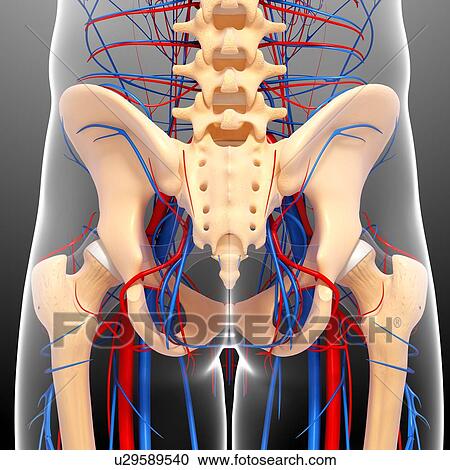 Pelvis anatomy, artwork View Large Illustration Clipart - Pelvis anatomy, artwork. Fotosearch