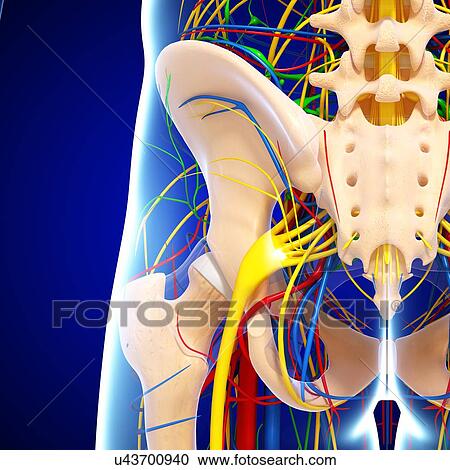 Pelvis anatomy, artwork View Large Illustration Clipart - Pelvis anatomy, artwork. Fotosearch