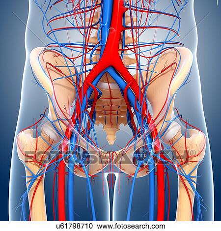 Clipart - Pelvis anatomy, artwork. Fotosearch