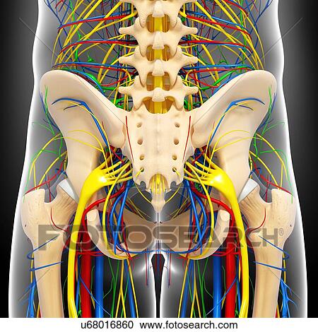 Clipart - Pelvis anatomy, artwork. Fotosearch