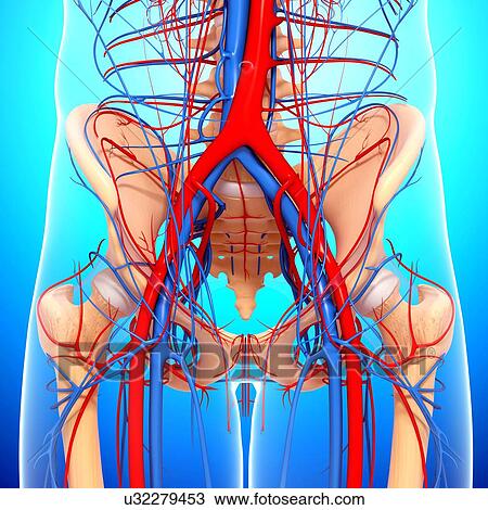 Pelvis anatomy, artwork View Large Illustration Drawing - Pelvis anatomy, artwork. Fotosearch