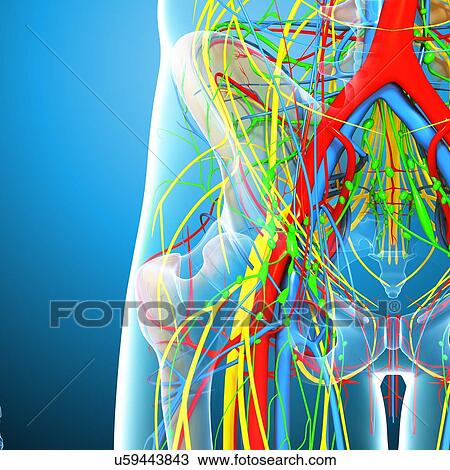 Pelvis anatomy, artwork View Large Illustration Drawing - Pelvis anatomy, artwork. Fotosearch