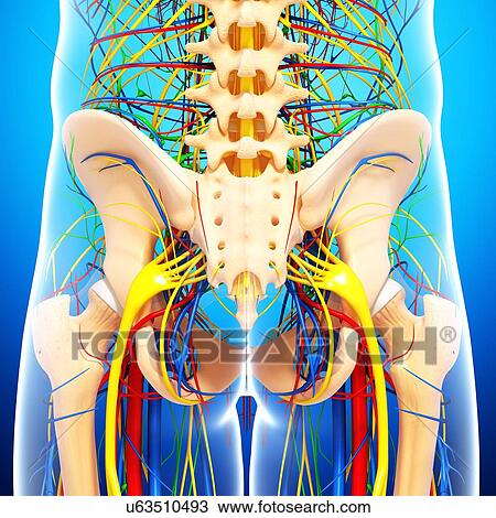 Drawing - Pelvis anatomy, artwork. Fotosearch