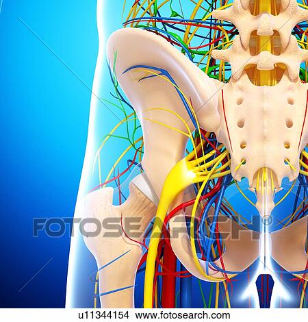 Pelvis anatomy, artwork View Large Illustration Stock Illustration - Pelvis anatomy, artwork. Fotosearch