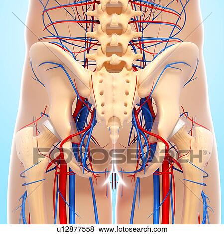 Stock Illustration - Pelvis anatomy, artwork. Fotosearch