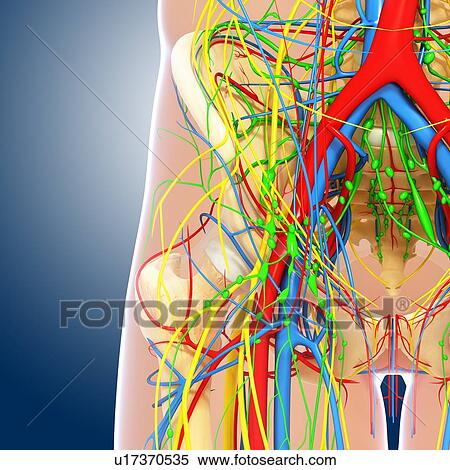 Pelvis anatomy, artwork View Large Illustration Stock Illustration - Pelvis anatomy, artwork. Fotosearch