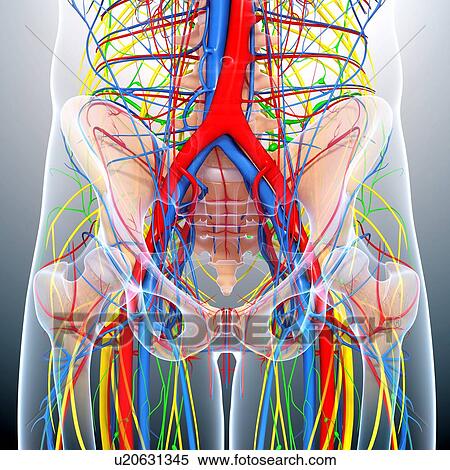 Pelvis anatomy, artwork View Large Illustration Stock Illustration - Pelvis anatomy, artwork. Fotosearch