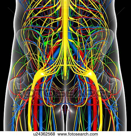 Stock Illustration - Pelvis anatomy, artwork. Fotosearch