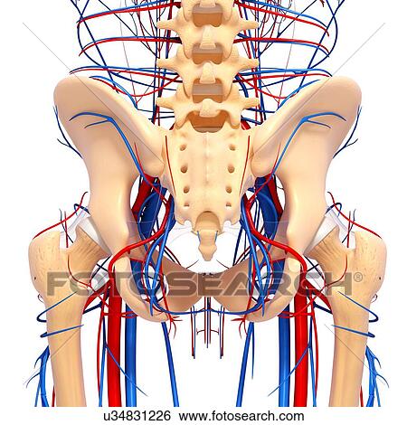 Pelvis anatomy, artwork View Large Illustration Stock Illustration - Pelvis anatomy, artwork. Fotosearch