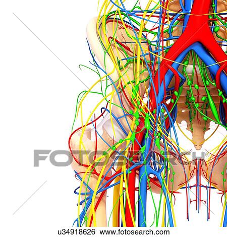 Pelvis anatomy, artwork View Large Illustration Stock Illustration - Pelvis anatomy, artwork. Fotosearch