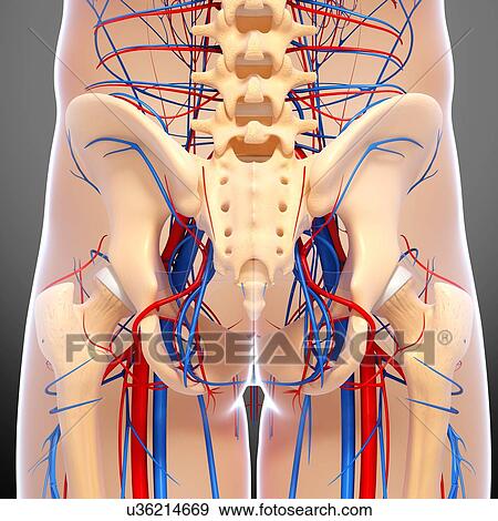 Stock Illustration - Pelvis anatomy, artwork. Fotosearch