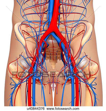 Stock Illustration - Pelvis anatomy, artwork. Fotosearch
