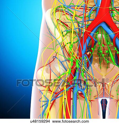 Stock Illustration - Pelvis anatomy, artwork. Fotosearch