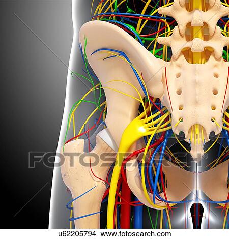 Pelvis anatomy, artwork View Large Illustration Stock Illustration - Pelvis anatomy, artwork. Fotosearch