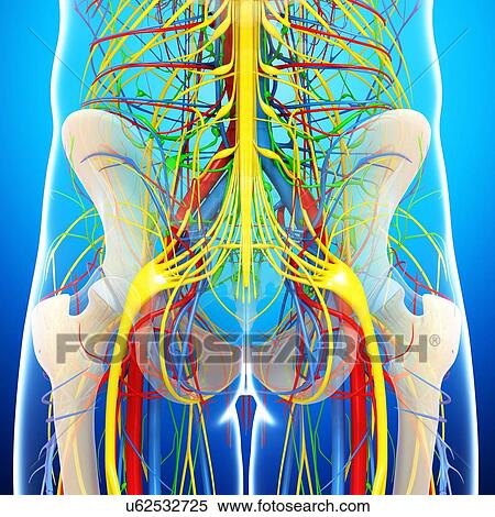 Pelvis anatomy, artwork View Large Illustration Stock Illustration - Pelvis anatomy, artwork. Fotosearch