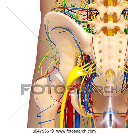 Pelvis anatomy, artwork View Large Illustration Stock Illustration - Pelvis anatomy, artwork. Fotosearch