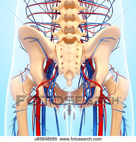 Stock Illustration - Pelvis anatomy, artwork. Fotosearch