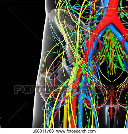 Stock Illustration - Pelvis anatomy, artwork. Fotosearch