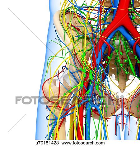 Pelvis anatomy, artwork View Large Illustration Stock Illustration - Pelvis anatomy, artwork. Fotosearch