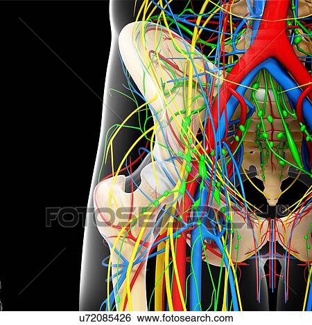 Pelvis anatomy, artwork View Large Illustration Stock Illustration - Pelvis anatomy, artwork. Fotosearch